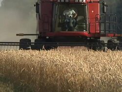 WS Farmer cutting wide path of winter wheat with  combine during  summer harvest  / Dansville, Michigan, United States Stock Footage