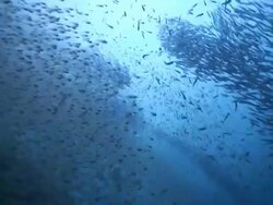 Baitfish including Pigmy sweeper (Parapriacanthus ransonneti) and Glassfish, schooling, Maldives Stock Footage