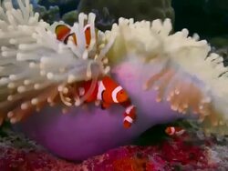 CLOSE UP ORANGE CLOWN FISH FAMILY IN WHITE ANENOME WITH CLEANING SHRIMP Stock Footage