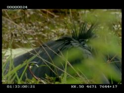 CU Black egret wading, hunting, repeatedly pulls wings up over head to see in water Stock Footage