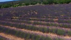 Lavender field in Provence Stock Footage