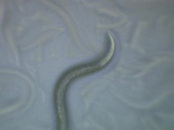 Caenorhabditis elegans (C.elegans) feeding on lawn of bacteria ( Escherischia coli OP50 ) Stock Footage