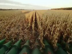 POV combine turns around and starts down eight rows in a cornfield, harvesting corn. Stock Footage