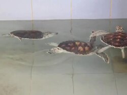 Green turtles swimming in the pond. Stock Footage