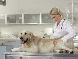 Loving Female Vet With A Dog Stock Footage