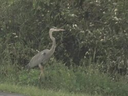 Blue heron in the woods 4 Stock Footage