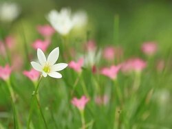 Crocus Stock Footage