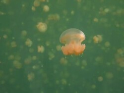Golden jellyfish in Palau Stock Footage