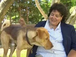 INTERVIEW - Teresa A Miller, Bodie the dog on teaching dogs to act, her approach, Bodie being on the red carpet at 'White God (Feher Isten)' Interviews Stock Footage