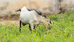 goat graze Stock Footage