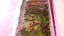 Aquarium full of colorfull fish Stock Footage