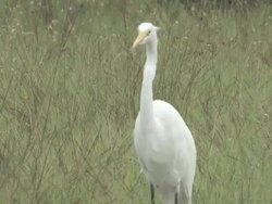 White egret 108 Stock Footage