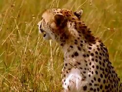 CU Cheetah sitting down in long grass and looking around / Masai Mara, Kenya Stock Footage