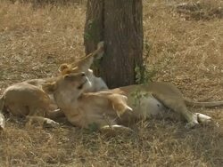 Lionesses (Panthera leo) resting, Tanzania Stock Footage