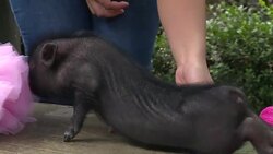 VOICED : Mexicans develop taste for mini pigs as pets News Clip