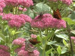 Red Admiral (Vanessa atalanta), Comma (Polygonia c-album), Speckled Wood (Pararge aegeria), on Sedum, UK Stock Footage