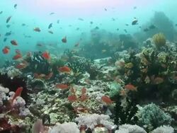 Beautiful coral reef Stock Footage
