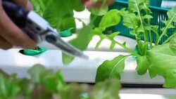 Man is harvest vegetable in hydroponic garden Stock Footage