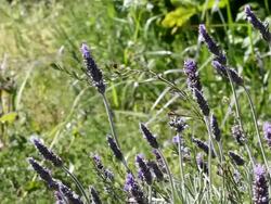 Lavender spring frame Stock Footage