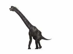 Brachiosaurus dinosaur animation. This long-necked sauropod dinosaur lived between 150 and 125 million years ago, in the late Jurassic and early Cretaceous periods. Stock Footage