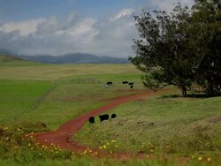 WS View of cattle grazing near Mana road with Mauna Kea in background  / Waimea, (Kamuela), Mana road, Hawaii, The Big Island, USA Stock Footage