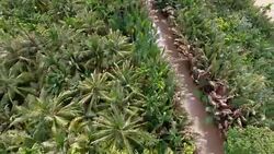 Mekong Driver travel from above Stock Footage