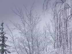 HD: Snow Falling on Trees Stock Footage