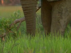 MS TU Shot of elephant grazing in tall green grass at sunrise / Okavango Delta, North-West District, Botswana Stock Footage