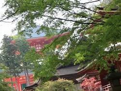 MS Temple seen from between trees / Kouya, Wakayama, Japan Stock Footage