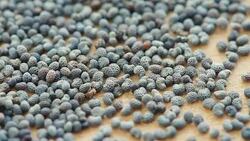 poppy seeds, macro Stock Footage
