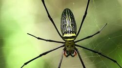 Golden Orb Spider Stock Footage