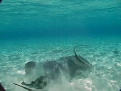 CU, Cayman Islands, Grand Cayman, Stingray City, Stingrays and fishes swimming in sea Stock Footage