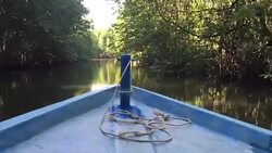 HD VDO : Mangrove forest Stock Footage