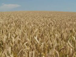 HD DOLLY: Golden Wheat Field Stock Footage