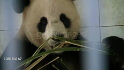 Pandas Set for Edinburgh Zoo Move News Clip