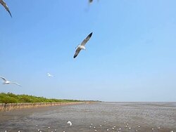 Seagulls Flying at Mangrove Forest Nearby the Sea Stock Footage