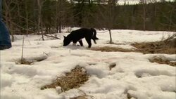 A dog sniffs along the snow as its owner walks ahead. Stock Footage