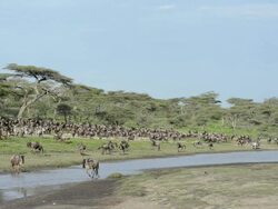 Wildebeest Exhibiting Storting Behavior Stock Footage