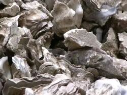 Flies on Mountain of Oyster Shells, Pull Out Stock Footage