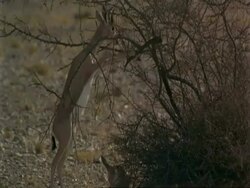 MS Arabian gazelles, Gazella arabica, browsing on shrub, Jiddat al Harasis desert, Oman Stock Footage