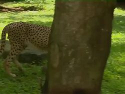 Pan Right Cheetah Walking Jurong Singapore  Stock Footage