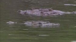A crocodile submerges near another crocodile in a rippling Florida swamp. Stock Footage