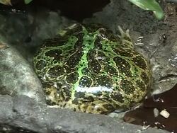 Darwin remembered in London show News Clip