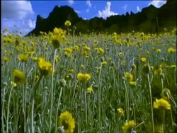 Field of yellow Desert Marigold flowers in desert, Sonoran desert, USA Stock Footage