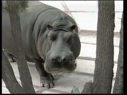 Mexican zoo welcomes new arrival News Clip