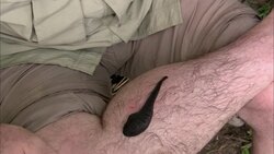 A giant leech crawls along a researcher's leg. Stock Footage