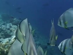 Shoal of Batfish Stock Footage