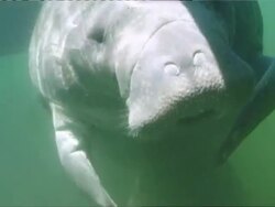 MS CU View of manatee chewing rope  AUDIO / Florida, United States  Stock Footage