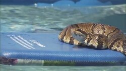 A coiled snake floats on a pool toy. Stock Footage