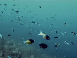 A variety of fish swim in the blue sea of the Caribbean Stock Footage